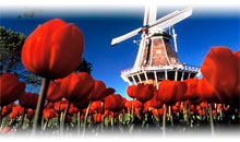 paquete turistico AMSTERDAM Y ALEMANIA