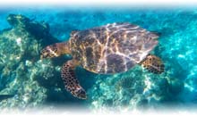 ISLAS MALDIVAS 5*: HOTEL YOU & ME BY COCOON (7 NOCHES EN HABITACION LAGOON VILLA EN TI)