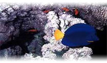 EGITO E CRUZEIRO 3 DIAS PELO NILO E MAR VERMELHO COM ALEJANDRIA - EXCLUSIVO SPECIAL TOURS (Guía em Português)